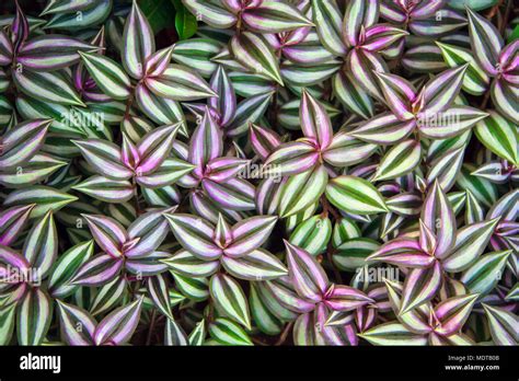 tradescantia leaf growth rate